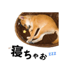 柴犬ちゃおの「押しちゃお！」スタンプ（個別スタンプ：7）