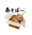 柴犬ちゃおの「押しちゃお！」スタンプ（個別スタンプ：14）