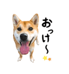 柴犬ちゃおの「押しちゃお！」スタンプ（個別スタンプ：19）