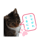 ロビンと虎太郎と虎珀②（個別スタンプ：13）
