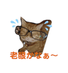 ロビンと虎太郎と虎珀②（個別スタンプ：16）