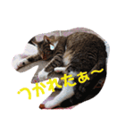 ロビンと虎太郎と虎珀②（個別スタンプ：22）