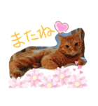 ロビンと虎太郎と虎珀②（個別スタンプ：24）