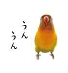 鳥＆猫スタンプ第2弾 ほっこり日常会話（個別スタンプ：11）