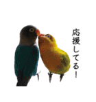 鳥＆猫スタンプ第2弾 ほっこり日常会話（個別スタンプ：22）