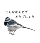 鳥＆猫スタンプ第2弾 ほっこり日常会話（個別スタンプ：30）