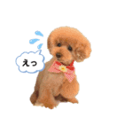 私のわんちゃんスタンプ（個別スタンプ：1）