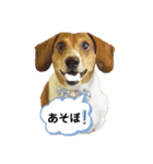 私のわんちゃんスタンプ（個別スタンプ：2）