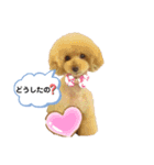 私のわんちゃんスタンプ（個別スタンプ：4）