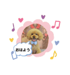 私のわんちゃんスタンプ（個別スタンプ：5）