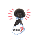 私のわんちゃんスタンプ（個別スタンプ：12）