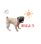 日常ぽんた（個別スタンプ：1）