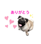 日常ぽんた（個別スタンプ：3）