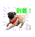 日常ぽんた（個別スタンプ：9）
