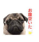日常ぽんた（個別スタンプ：10）
