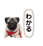 日常ぽんた（個別スタンプ：16）