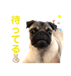 日常ぽんた（個別スタンプ：18）