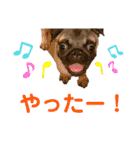 日常ぽんた（個別スタンプ：20）