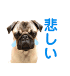 日常ぽんた（個別スタンプ：24）