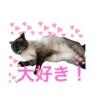 銀ちゃんクロちゃん（個別スタンプ：3）