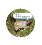 銀ちゃんクロちゃん（個別スタンプ：4）