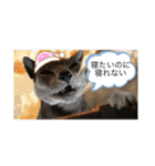 銀ちゃんクロちゃん（個別スタンプ：11）