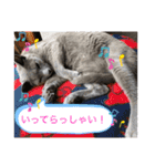 銀ちゃんクロちゃん（個別スタンプ：16）
