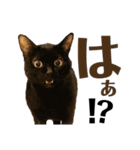 黒猫 KEYちゃん5（個別スタンプ：6）