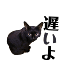 黒猫 KEYちゃん5（個別スタンプ：10）