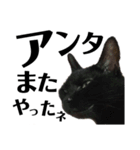 黒猫 KEYちゃん5（個別スタンプ：13）
