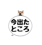 柴犬のぼちゃん デカ文字吹出し②（個別スタンプ：2）