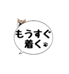 柴犬のぼちゃん デカ文字吹出し②（個別スタンプ：4）