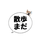 柴犬のぼちゃん デカ文字吹出し②（個別スタンプ：6）