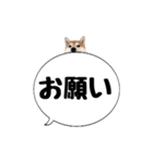 柴犬のぼちゃん デカ文字吹出し②（個別スタンプ：7）