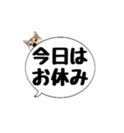 柴犬のぼちゃん デカ文字吹出し②（個別スタンプ：8）