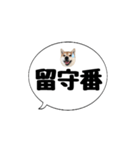 柴犬のぼちゃん デカ文字吹出し②（個別スタンプ：12）
