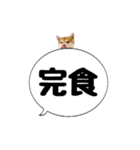 柴犬のぼちゃん デカ文字吹出し②（個別スタンプ：15）