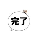 柴犬のぼちゃん デカ文字吹出し②（個別スタンプ：16）