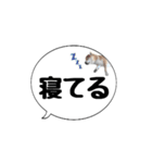 柴犬のぼちゃん デカ文字吹出し②（個別スタンプ：17）