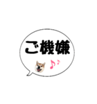 柴犬のぼちゃん デカ文字吹出し②（個別スタンプ：18）