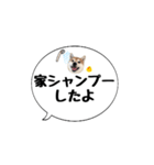 柴犬のぼちゃん デカ文字吹出し②（個別スタンプ：21）