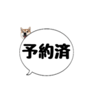 柴犬のぼちゃん デカ文字吹出し②（個別スタンプ：26）