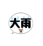 柴犬のぼちゃん デカ文字吹出し②（個別スタンプ：32）