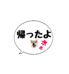 柴犬のぼちゃん デカ文字吹出し②（個別スタンプ：33）