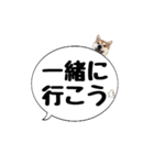 柴犬のぼちゃん デカ文字吹出し②（個別スタンプ：35）