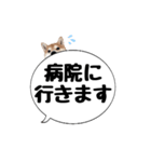 柴犬のぼちゃん デカ文字吹出し②（個別スタンプ：36）