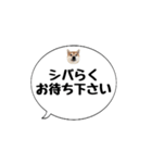 柴犬のぼちゃん デカ文字吹出し②（個別スタンプ：37）