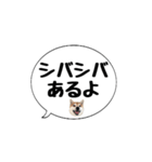 柴犬のぼちゃん デカ文字吹出し②（個別スタンプ：38）