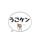 柴犬のぼちゃん デカ文字吹出し②（個別スタンプ：39）