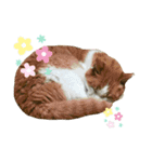 みゅーくんの日々是好日（個別スタンプ：13）
